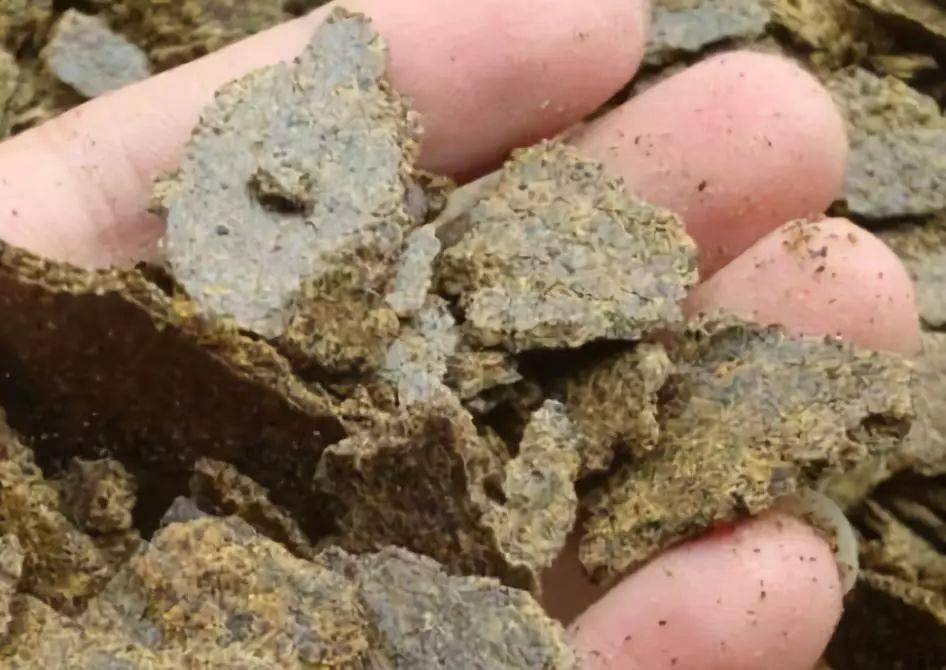 还容易出问题!_米糠_红薯_牛羊