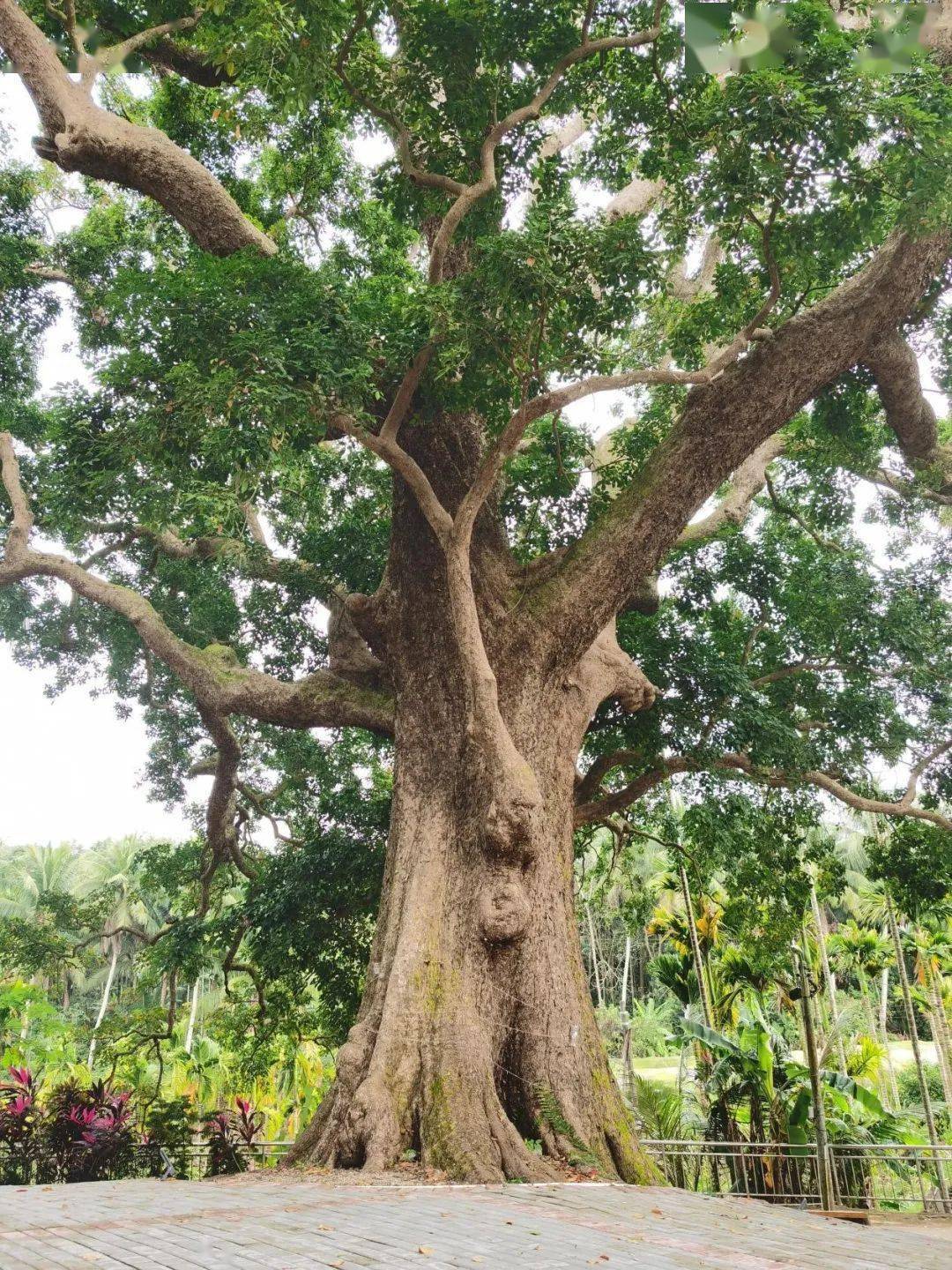 "文昌十大树王"是它们→_东路镇_保护_文城镇