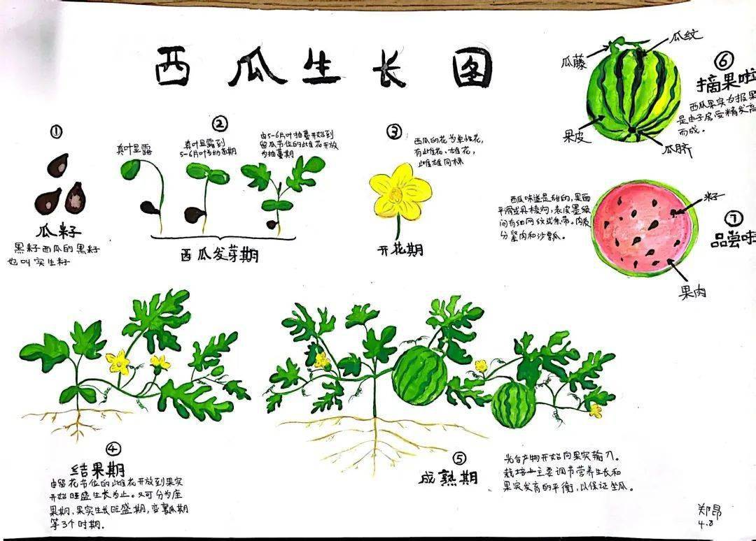 《西瓜生长日记》实习编辑:王雪冰