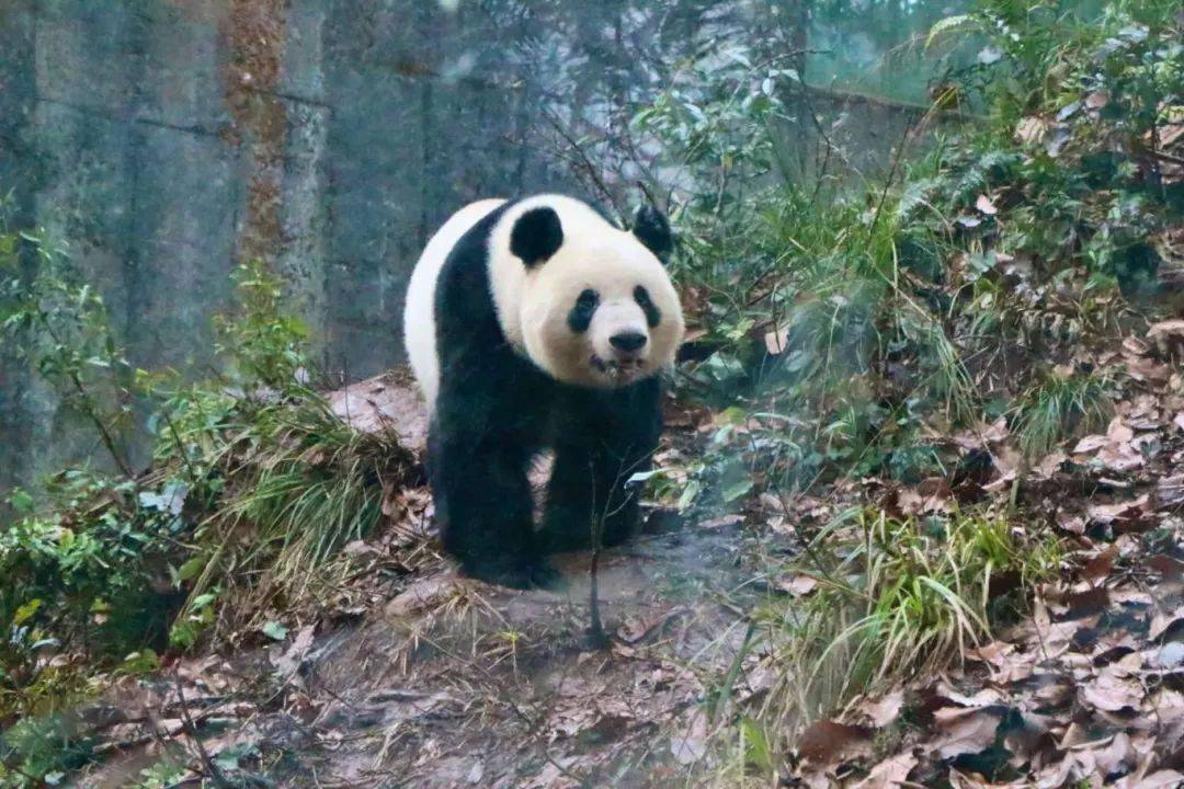 日本粉丝专程探望!_雅安_大熊猫_动物园