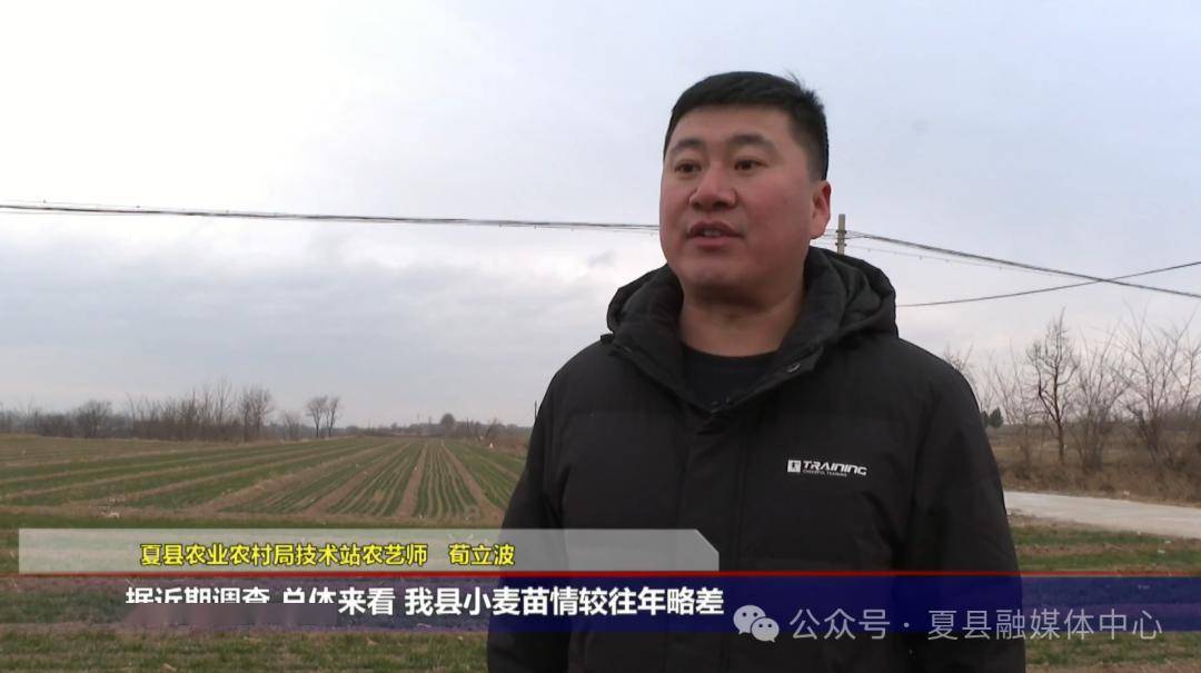 各县动态 | 夏县:积极应对寒潮雨雪天气 农技专家支招小麦春管_技术
