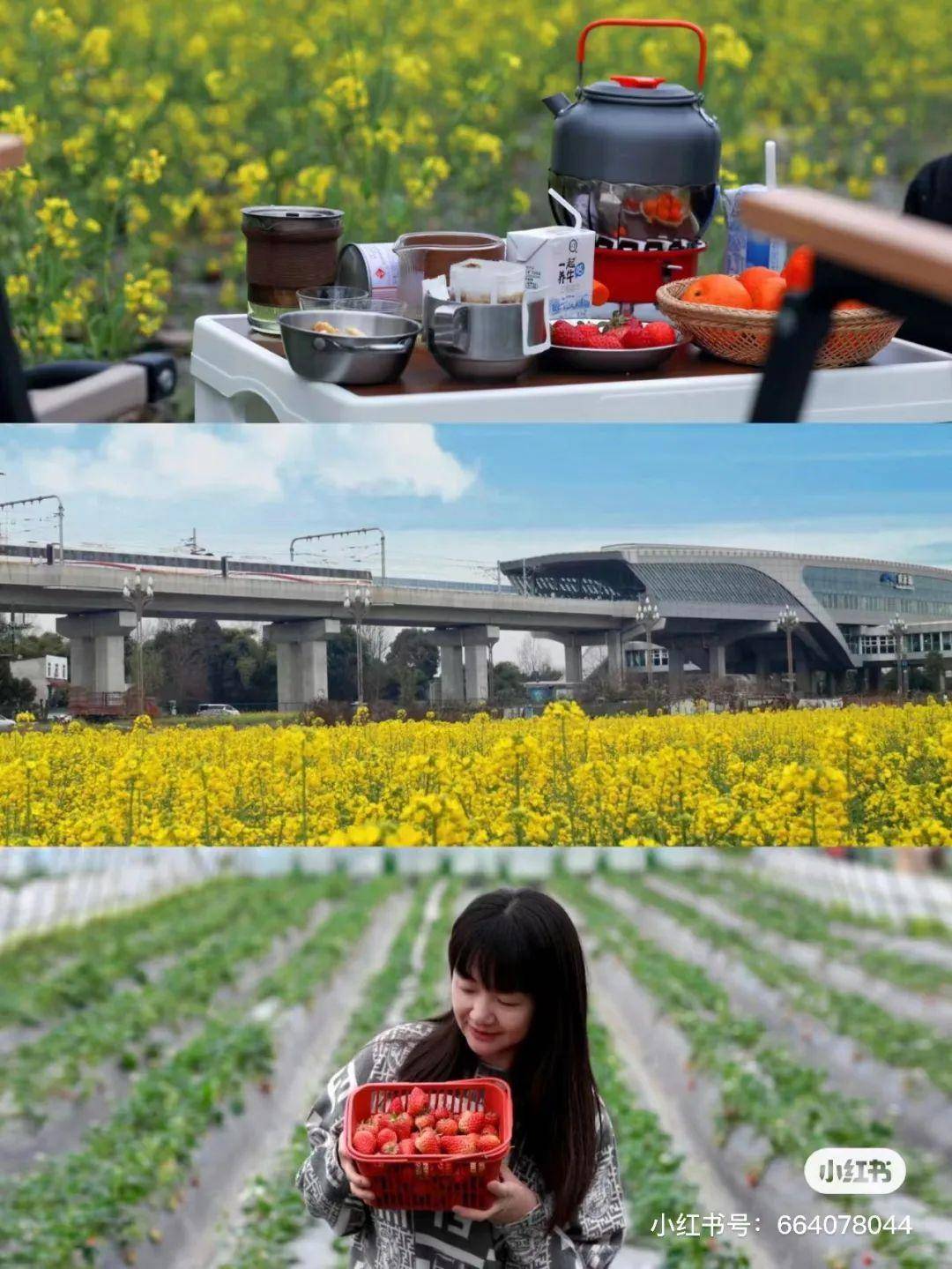 郁金香_樱花_粉色