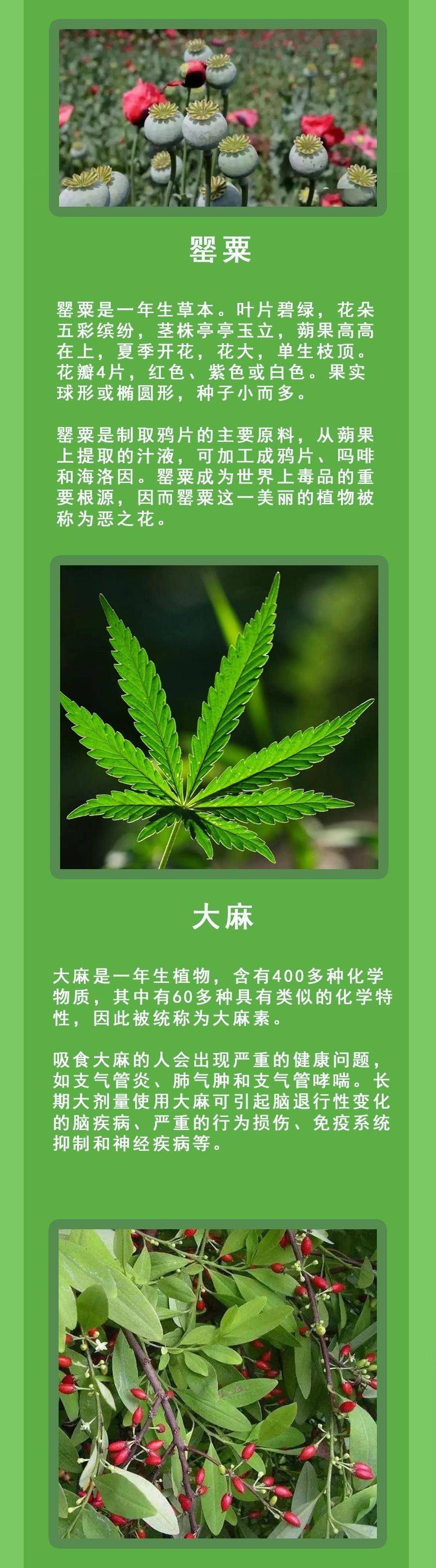 毒品的种类有哪些图片