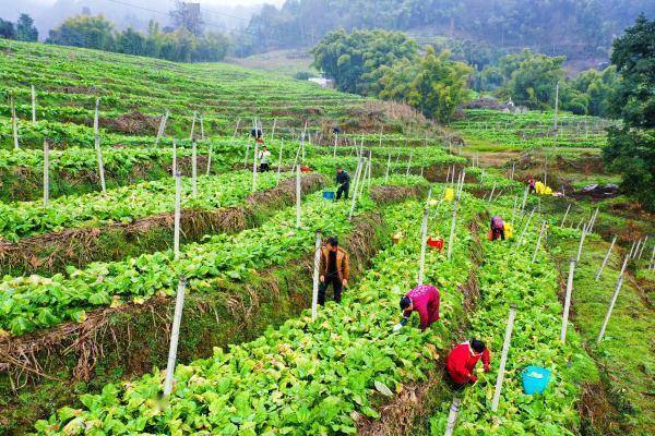 云南绥江:菱角菜春收正当时_种植_企业_村民