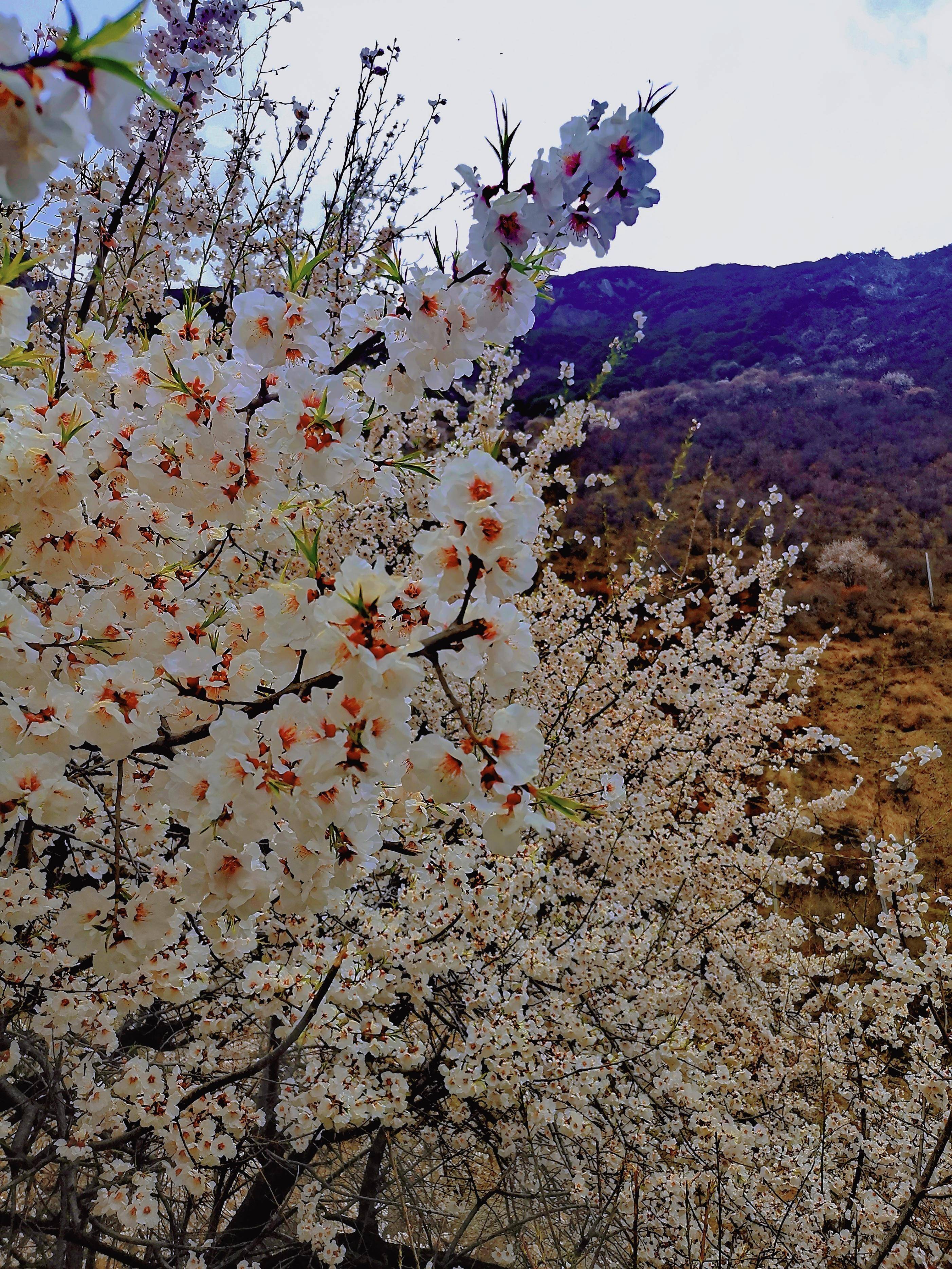 已觉春心动|四川,西藏赏花规划,早鸟有优惠_林芝_桃花_梨花