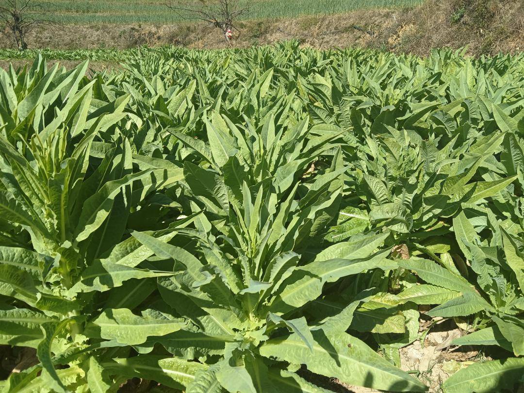 苴力白邑村:敢想敢干,致富才有望_贡菜_种植_群众