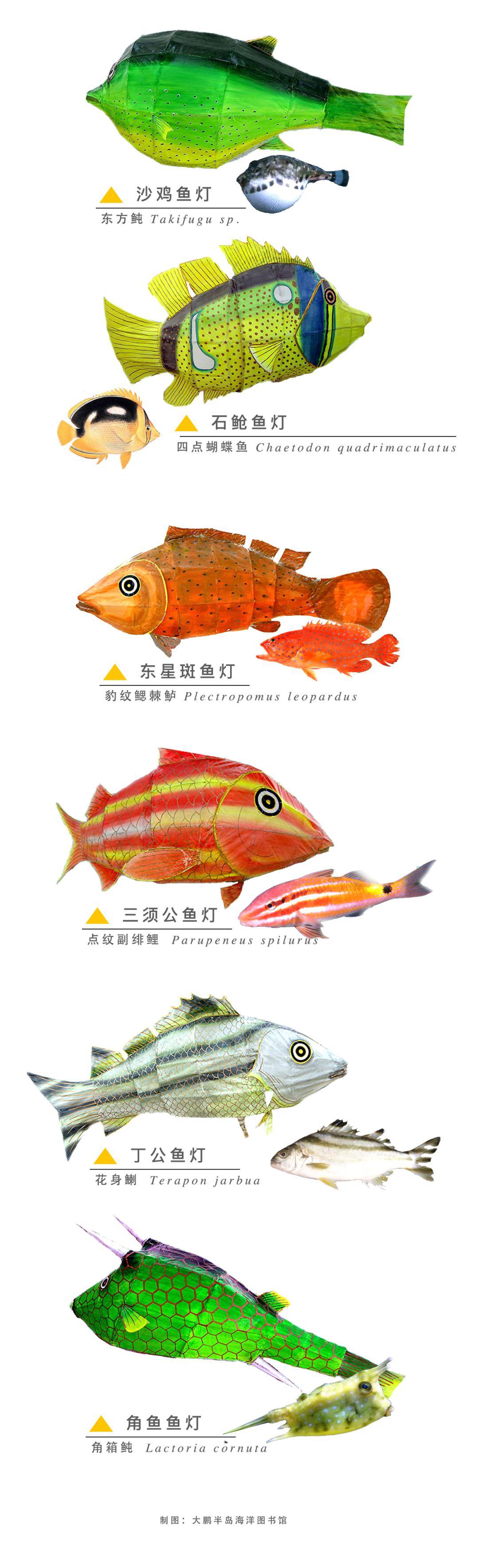 海洋生命力月报|二月:春风初萌 鱼灯绽放_深圳_红藻_海藻