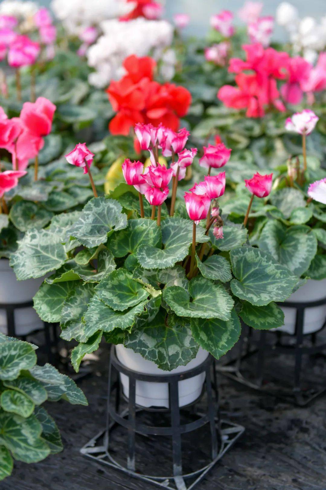 尹海龙_种植_时间