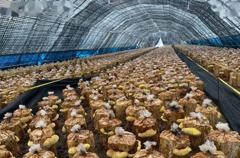 和龙市八家子镇有全国最大的桑黄栽培基地,多年来,桑黄产业取得长足