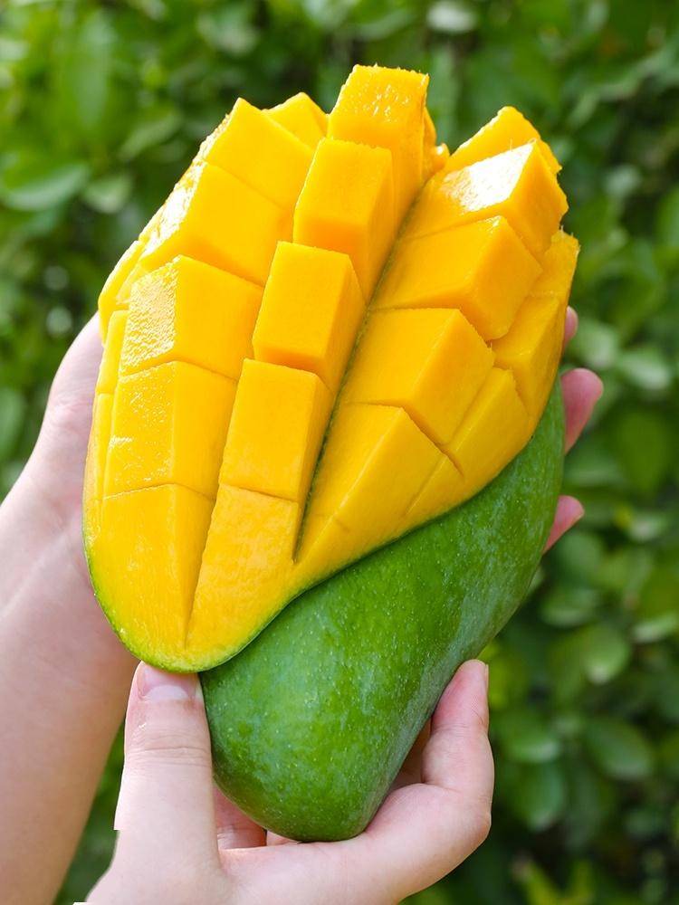 爆汁!超100万斤『越南大青芒26.