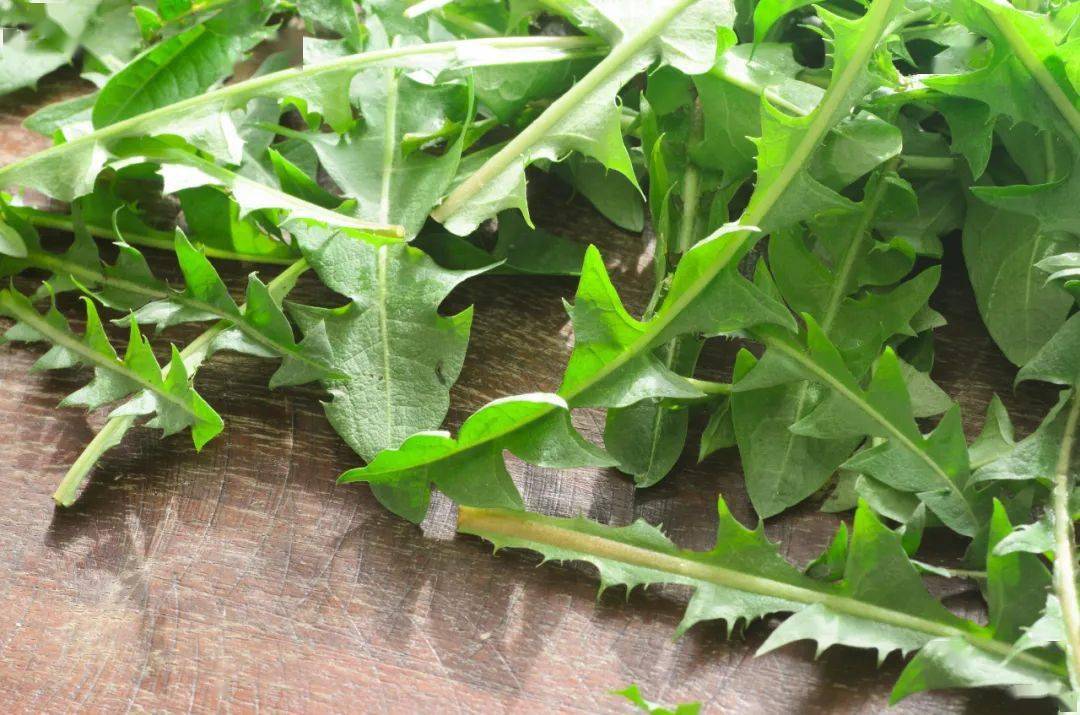 蒲公英它味苦,性寒,有清热解毒,凉血,消肿,祛燥湿的功效,还含有天然