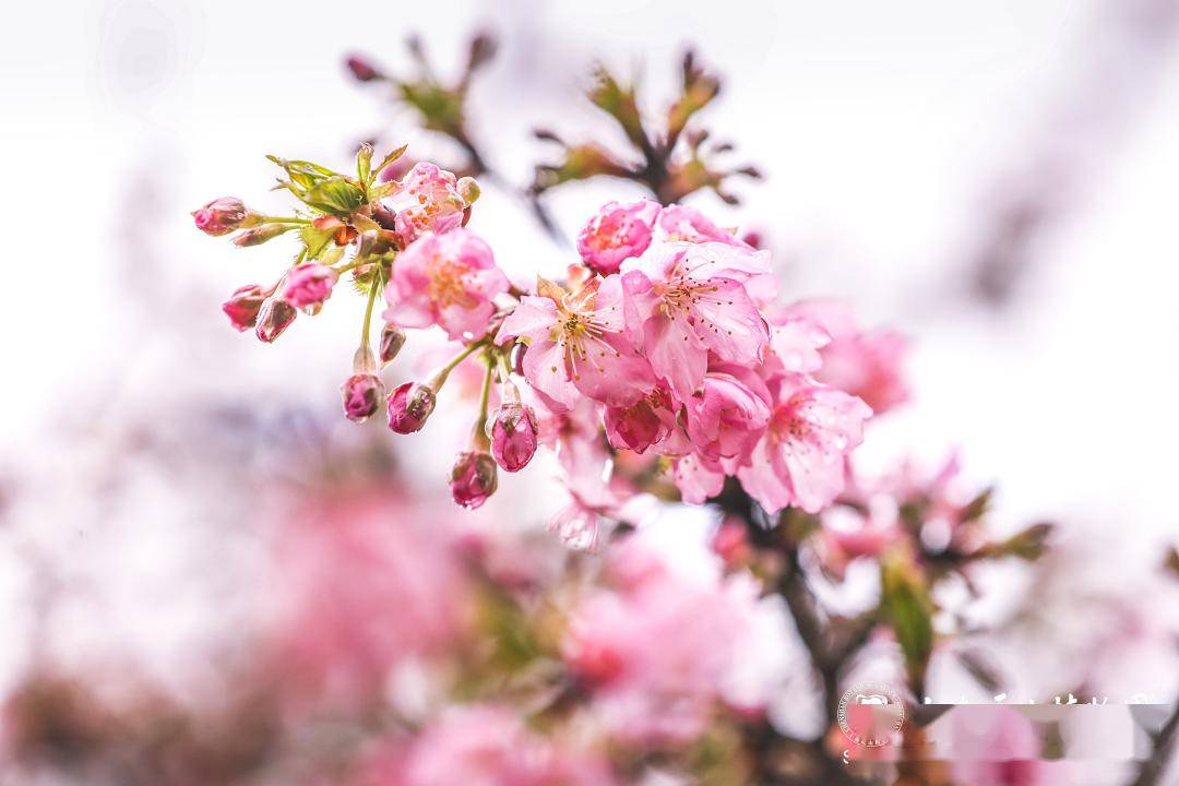 河津樱下周将迎来最佳观赏期_高速公路_速度_年份