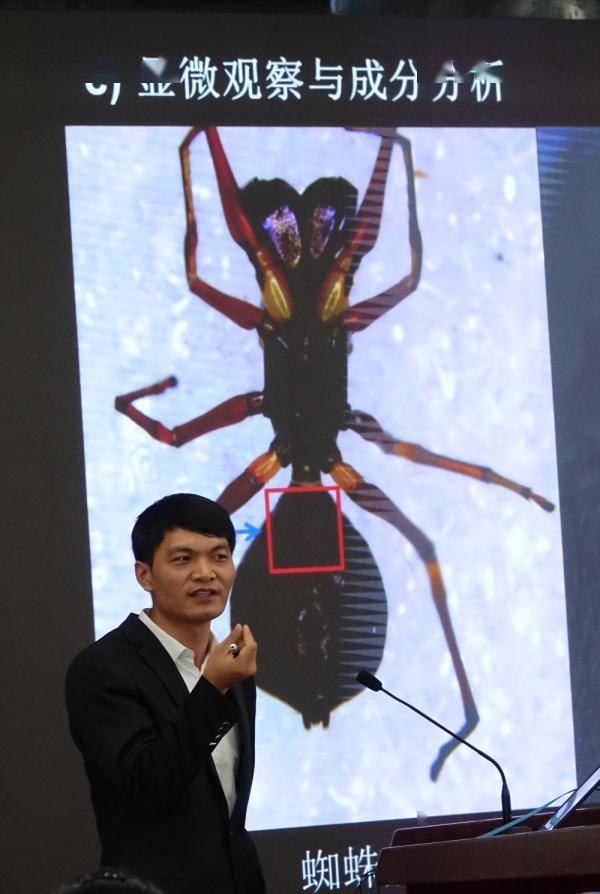 蜘蛛哺乳,螳螂滑翔……他的雨林发现颠覆你我认知_成年_分泌乳汁_母亲