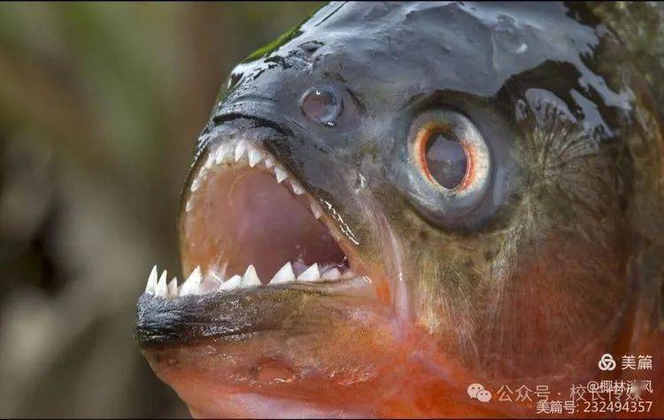 ▼食人鱼小卢老板告诉我们,那是上游漂下来的水草一类的藤蔓植物,小指