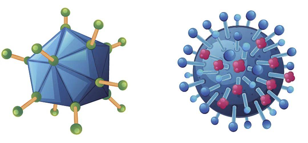 腺病毒为无包膜的双链dna病毒.