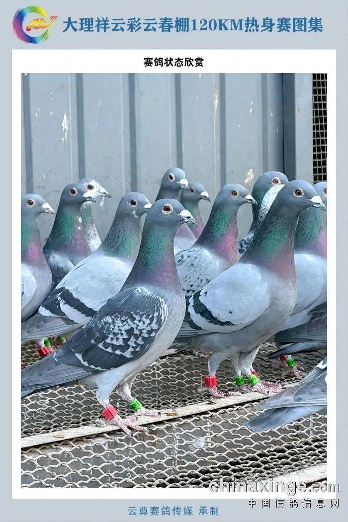 更快!云南两家春棚短距离飞出高分速_会泽_天气_彩云