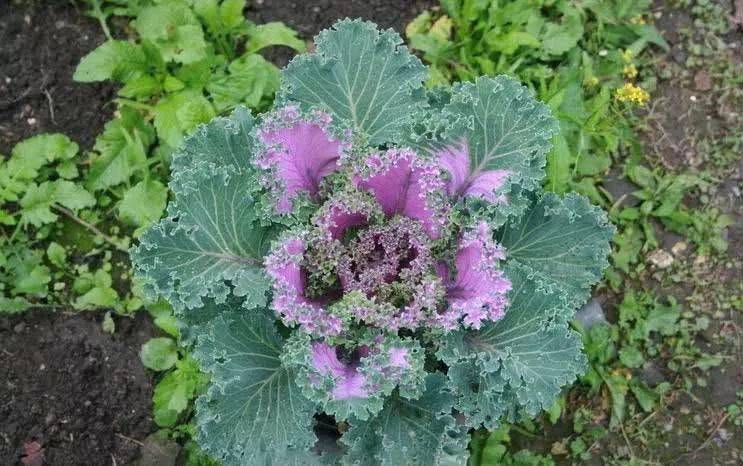 羽衣甘蓝醉花颜