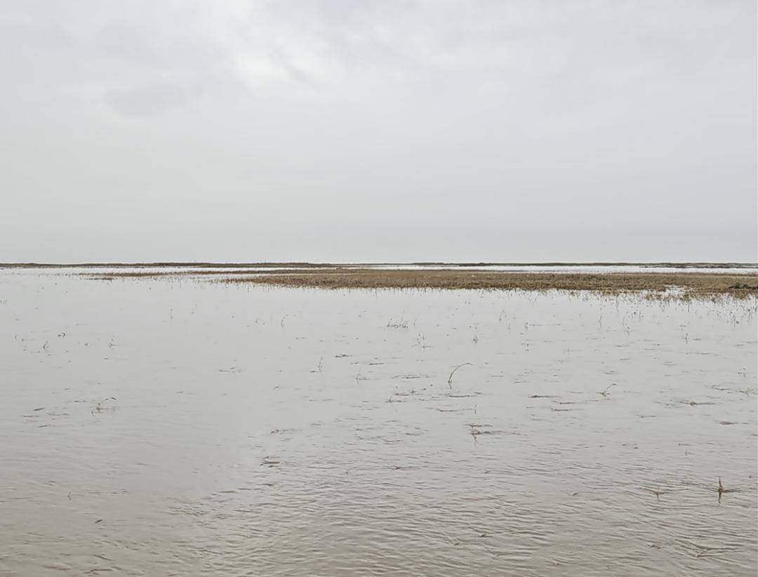 羊群陷入沼泽地,多方合力营救"泥咩咩"_救援_橡皮艇_人员