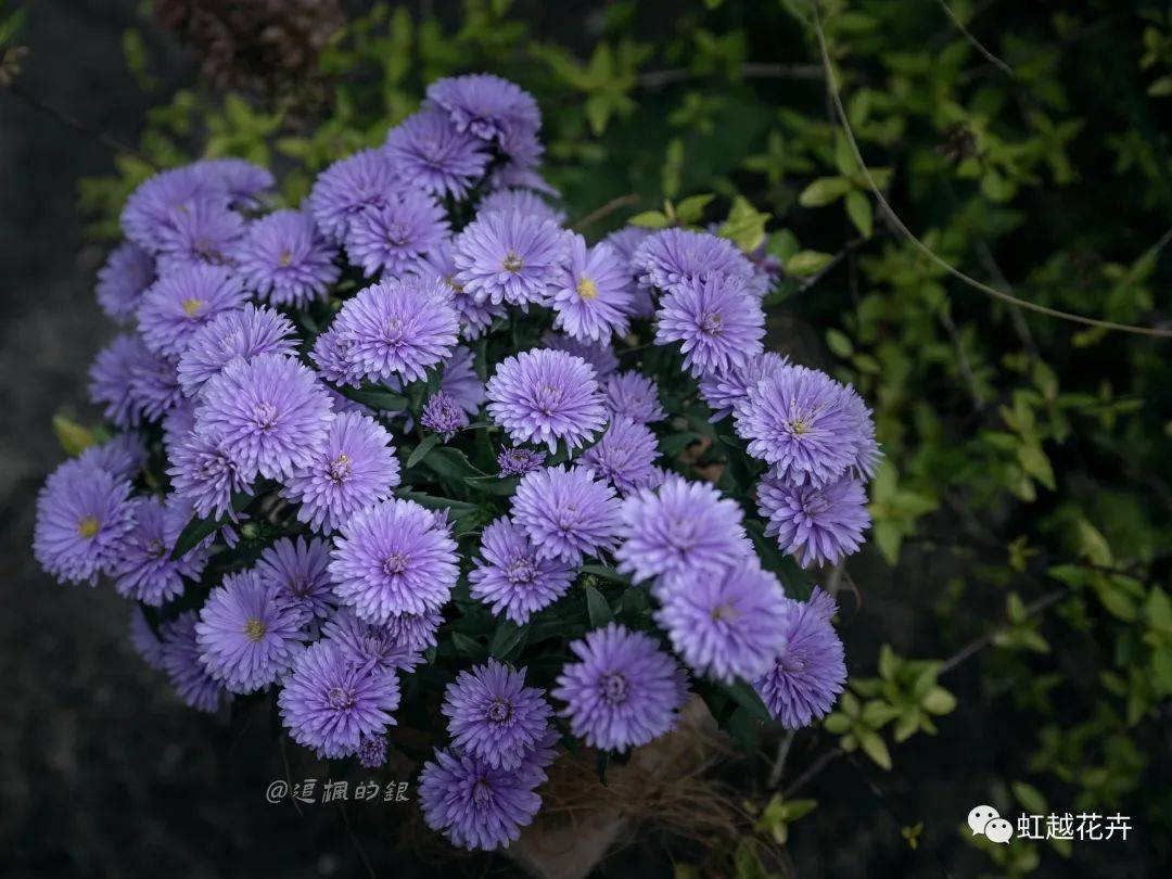 真正的爆花王者其实是它!_紫菀_花园_植物