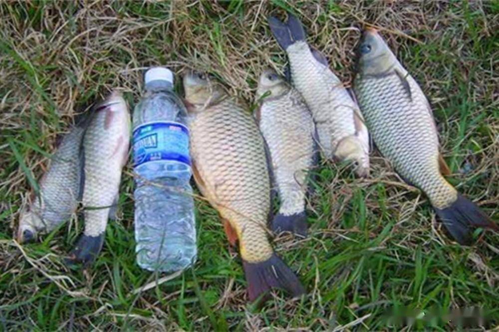 民间野钓大鱼,唯二的绝杀钓法,通杀江河水库池塘_饵料_鲫鱼_小鱼