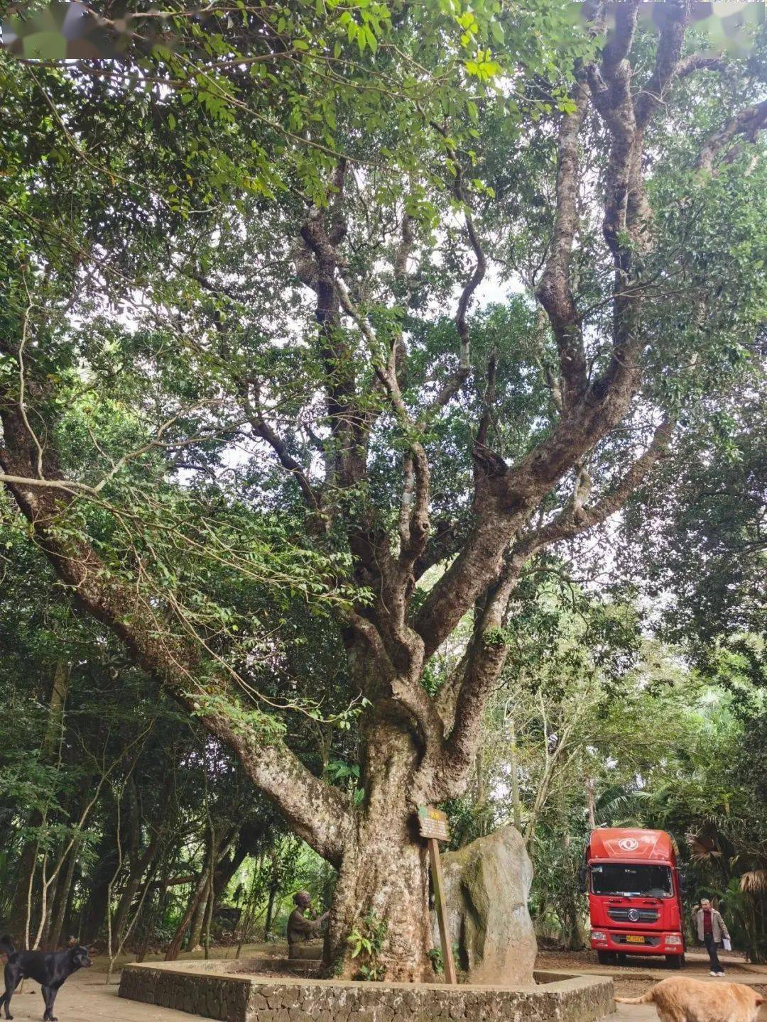 "文昌十大树王"是它们→_海南省_东路镇_胸围