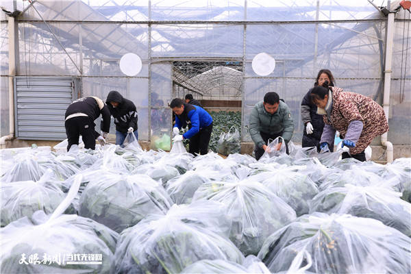 麻江:西兰花采收忙_种植_谷硐镇_村民