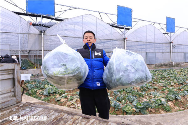 麻江:西兰花采收忙_种植_谷硐镇_村民