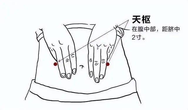 人体_女性_脾胃