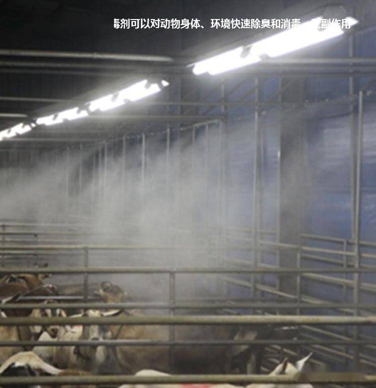 规模猪场低温季节猪舍氨气重危害大,用微生物技术可使氨气远离你的