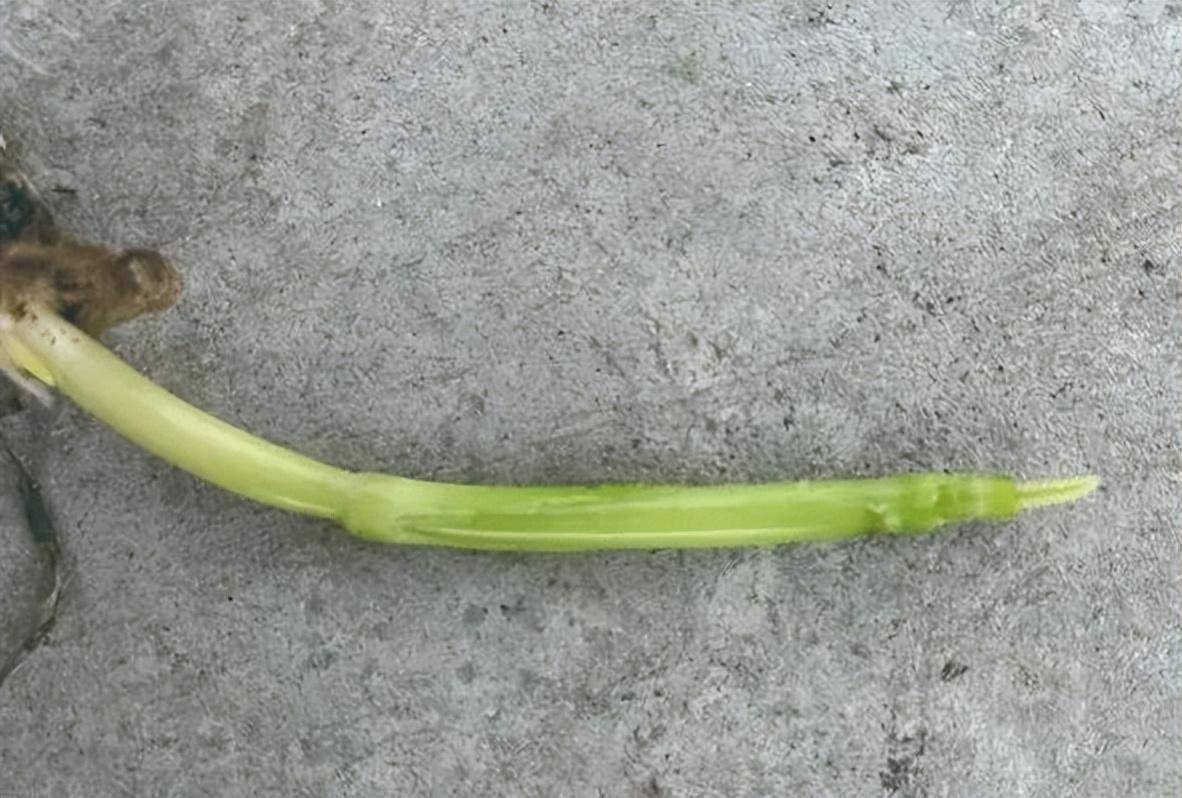 小麦追肥重在看苗施_麦苗_情况_笔者