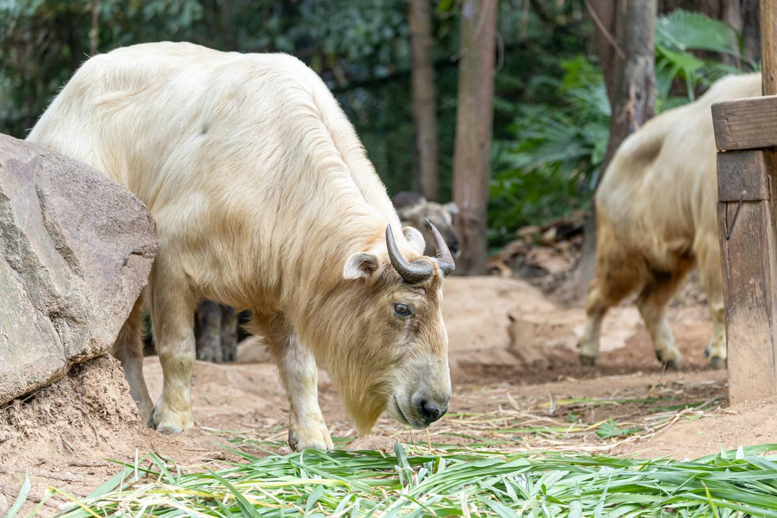 "目前,长隆集团金毛羚牛的群体不断发展壮大,数量近70头,形成全国除