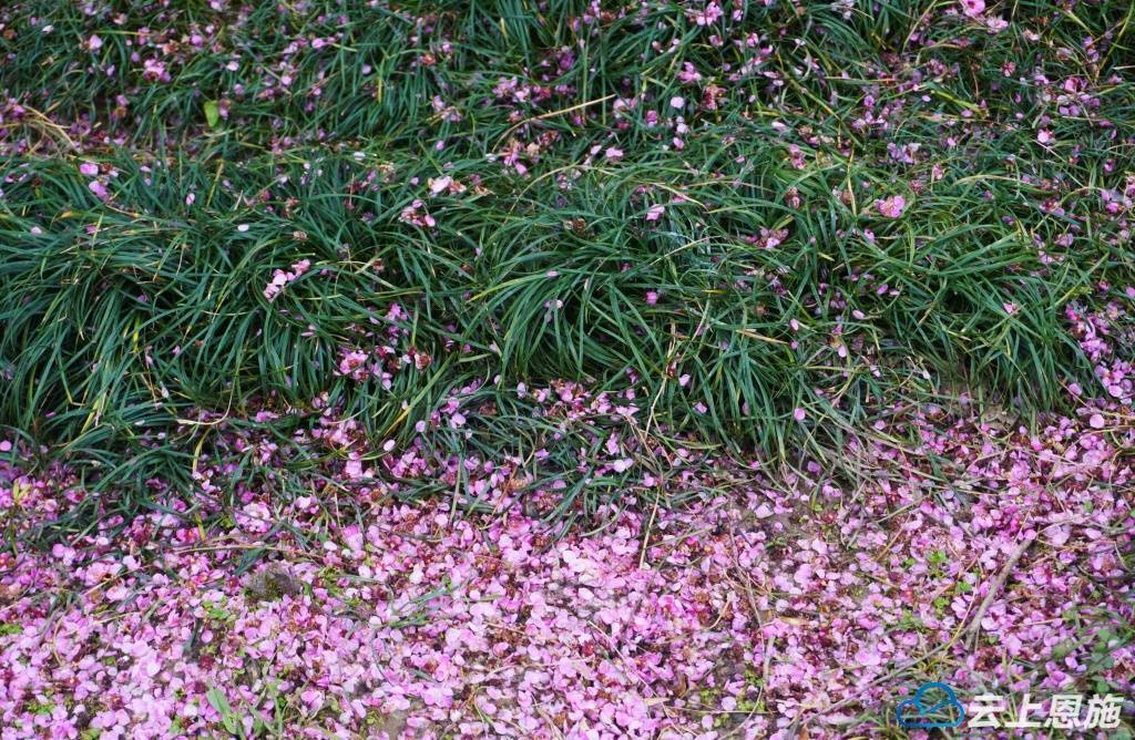 鹤峰:缤纷的花瓣雨_梅花_辛妍_和春