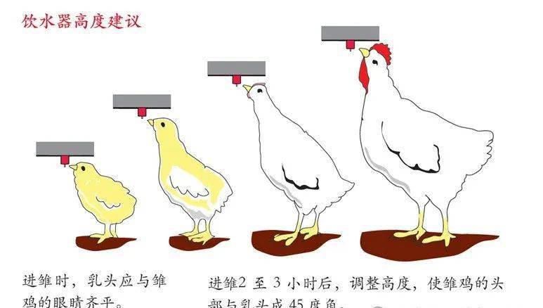 进鸡后的管理