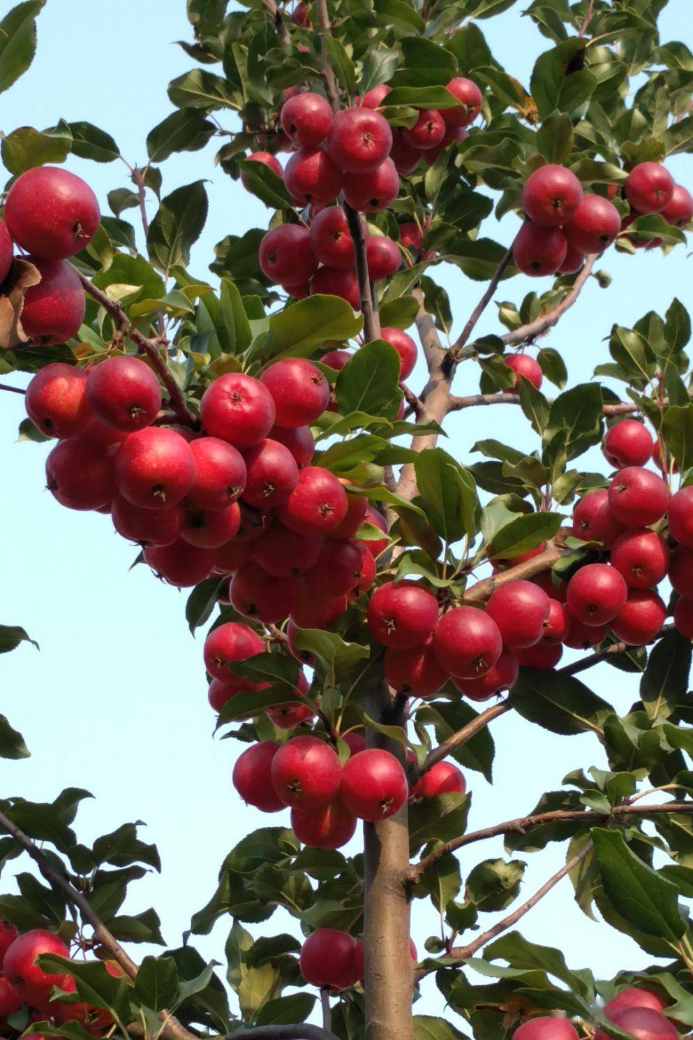 聚焦京津冀协同发展丨乡土人才助力京津冀乡村振兴