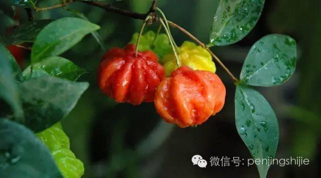 正月十五,红灯高挂,鸿运当头_作品_cm_红果