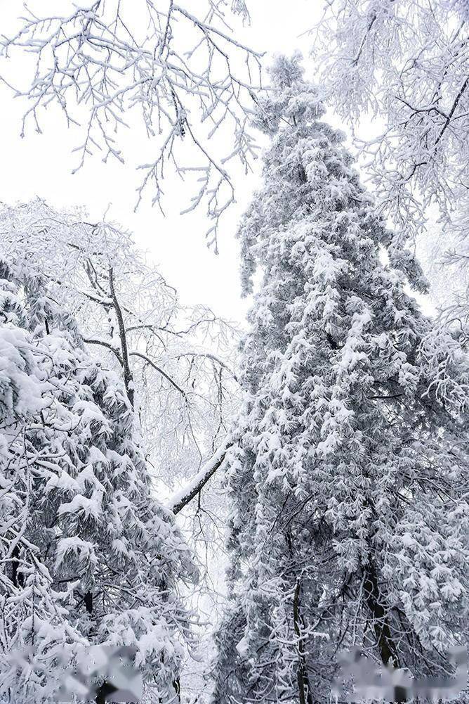 元宵节赏雪汉中大汉山_积雪_树枝_金石