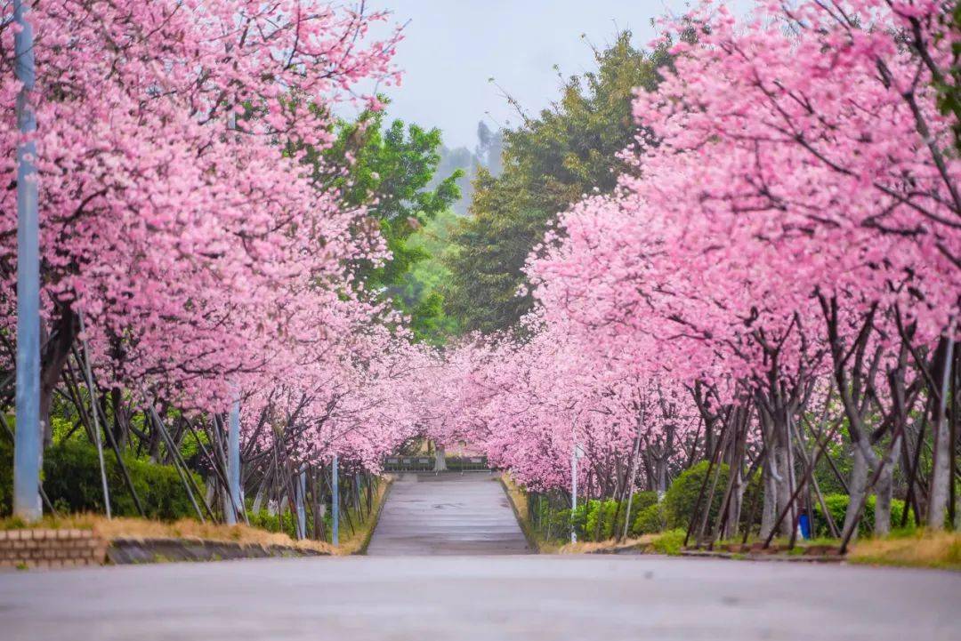 韶关学院樱花图片