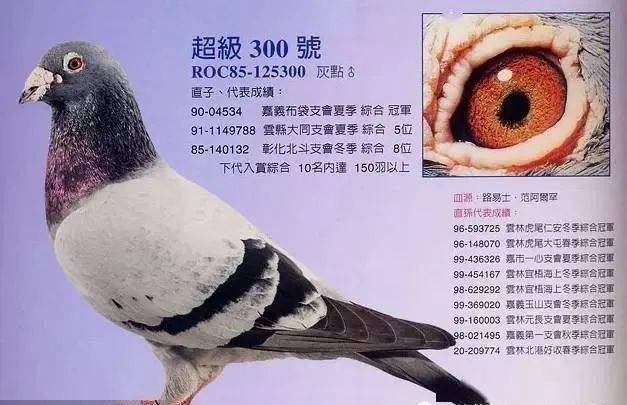 你从未没见过的好鸽子_ml_网络_氨基酸