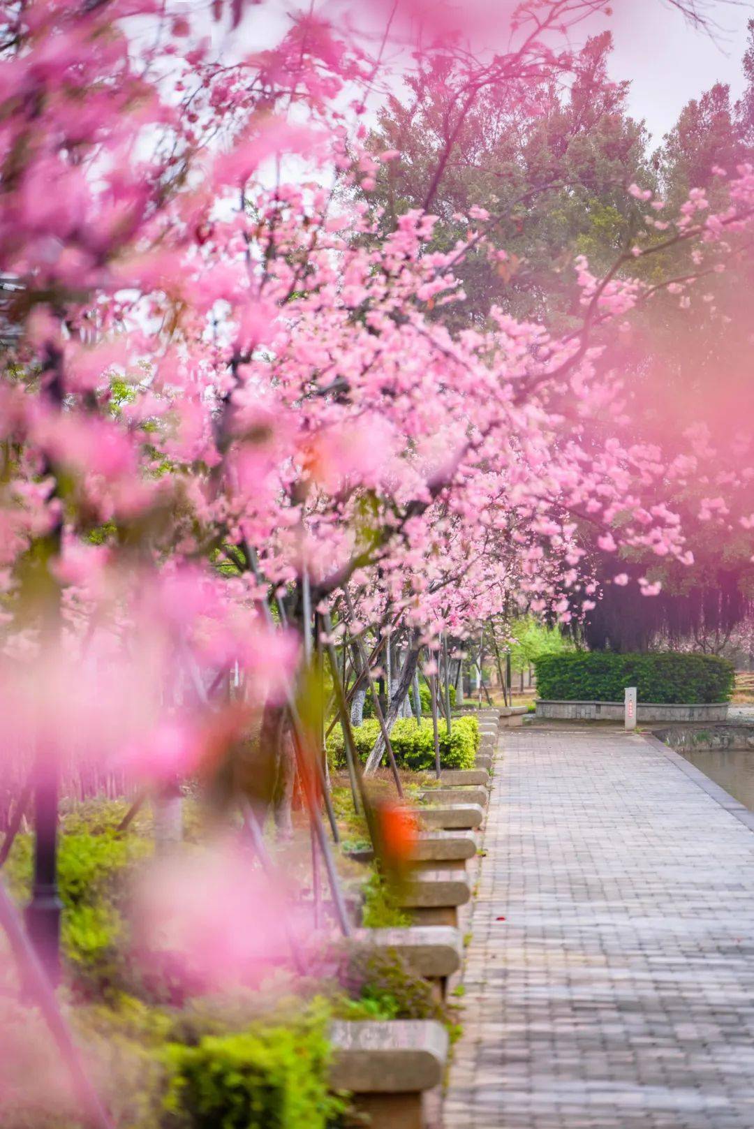 韶关这所大学樱花盛放,申请成为你的壁纸~_粉色_繁花_满眼