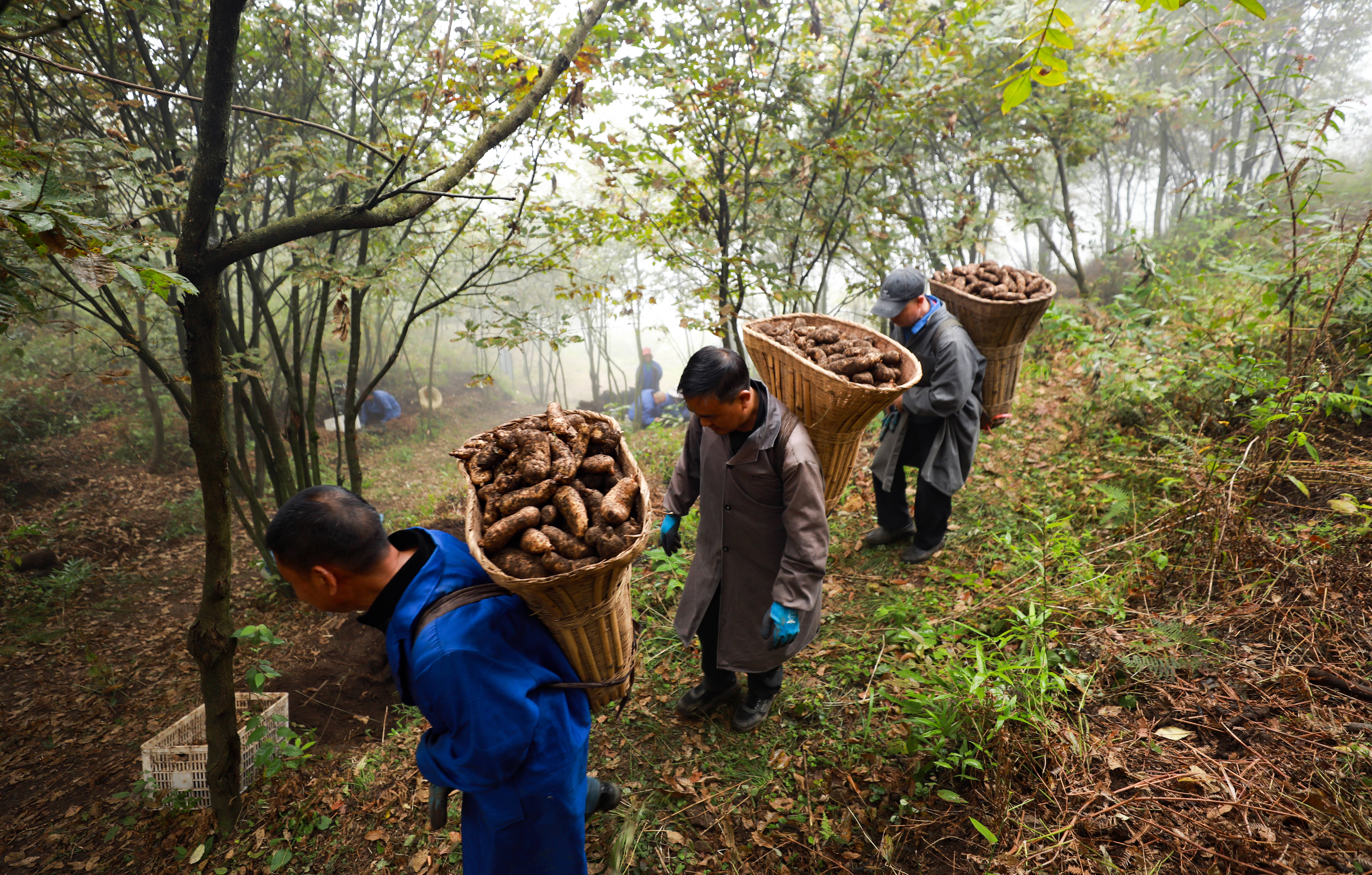 毕节:以绿为底,不负青山_生态_绿色_发展