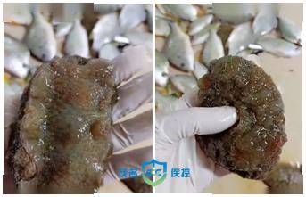 本次引起食物中毒的"海兔"74主要症状:轻者会出现口部及四肢麻痹