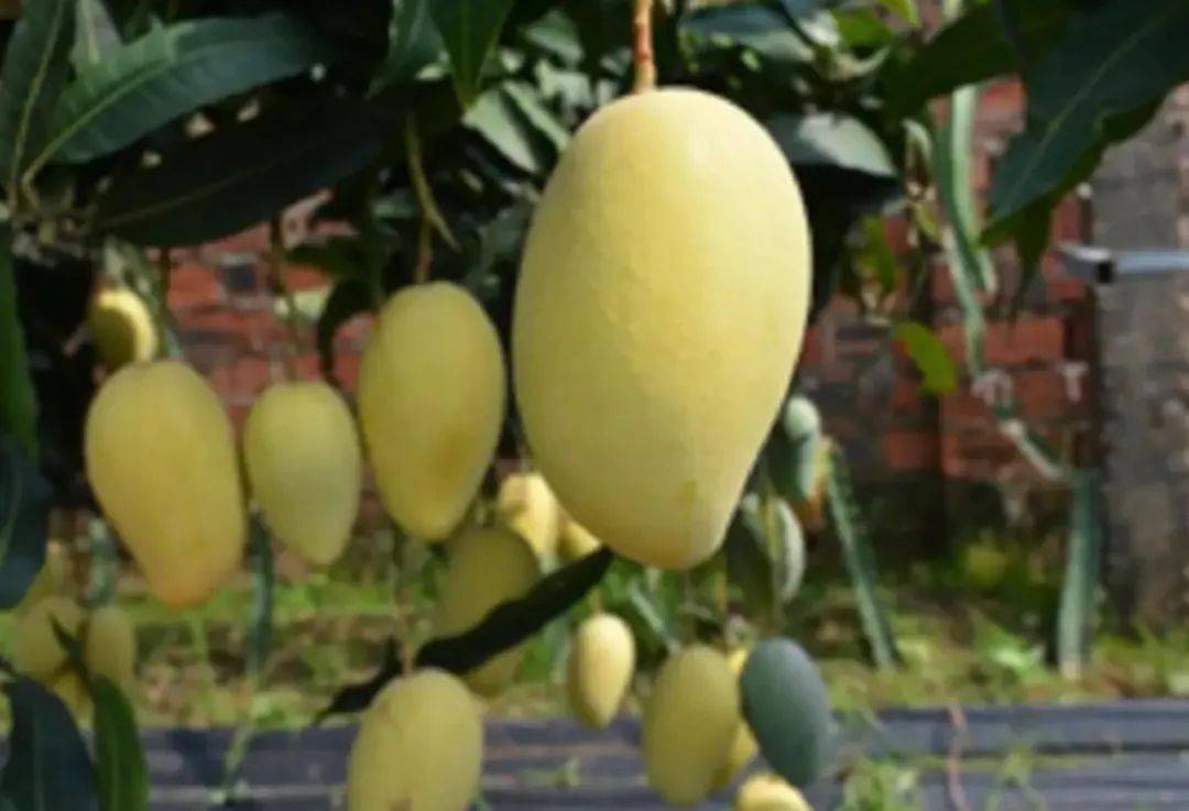 芒果新品种"桂芒一号"260.1万实现成果转让!