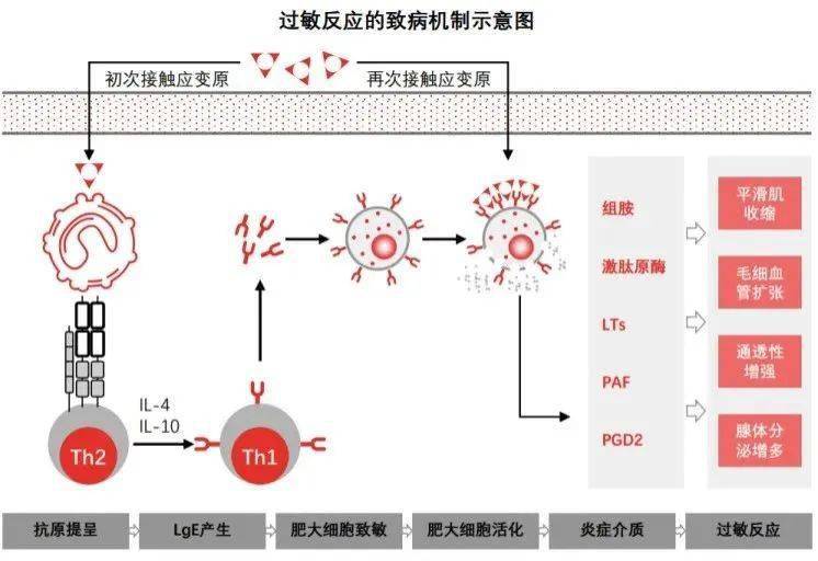 干细胞改善易过敏体质,调节免疫失衡