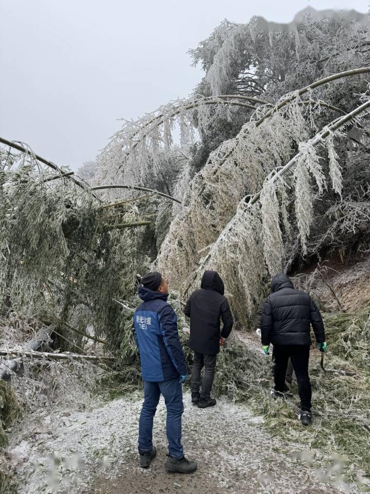 山区,杭州淳安山区也出现了冻雨压断树木导致当地村民无法出行的情况