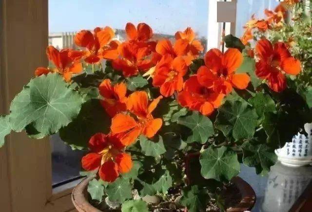 记住后保你啥花都认识!_牡丹花_玫瑰_海棠