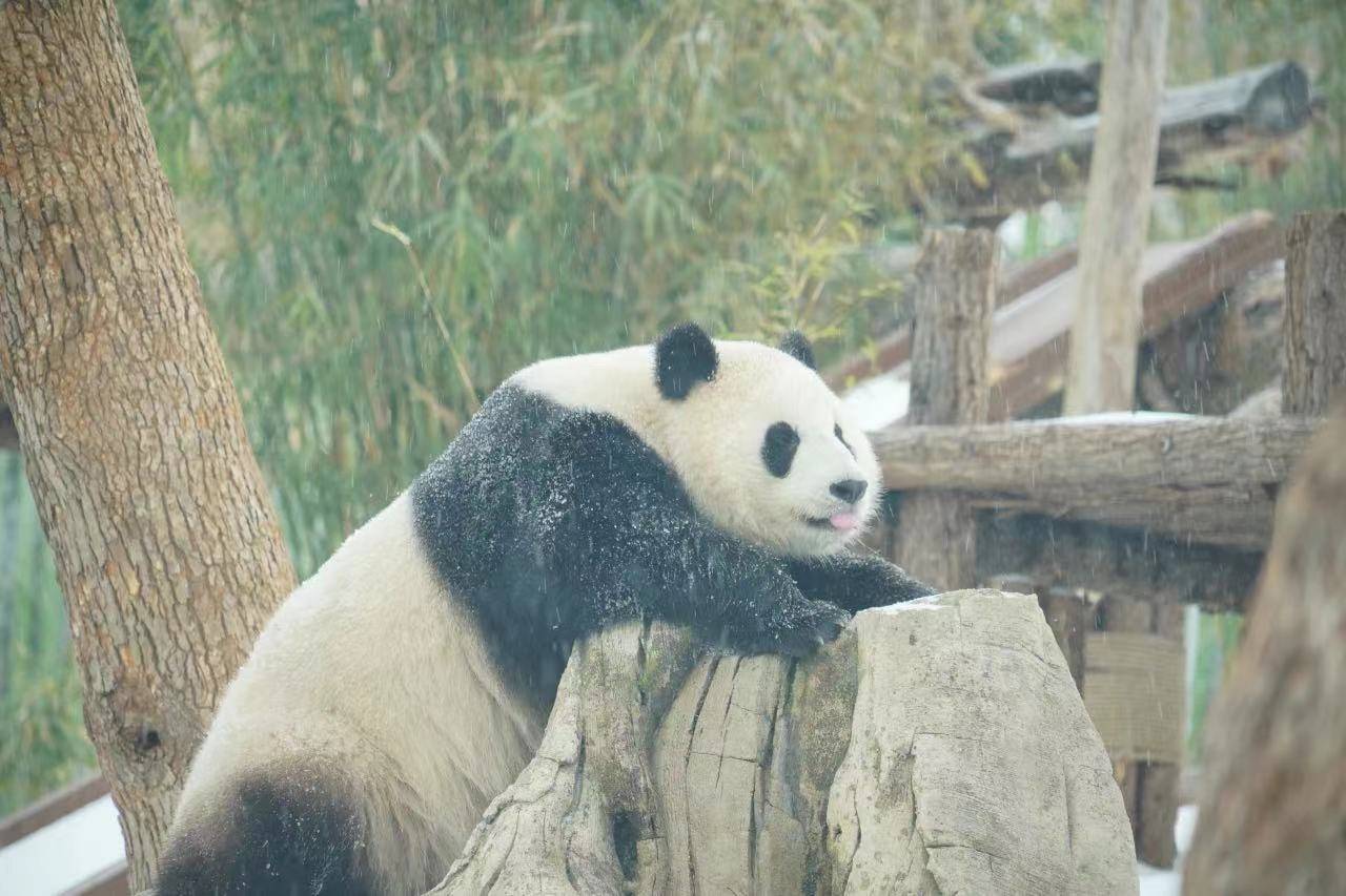 武汉动物园大熊猫"盟盟"雪中打滚引围观,寒潮低温热度不减,游客:元宵