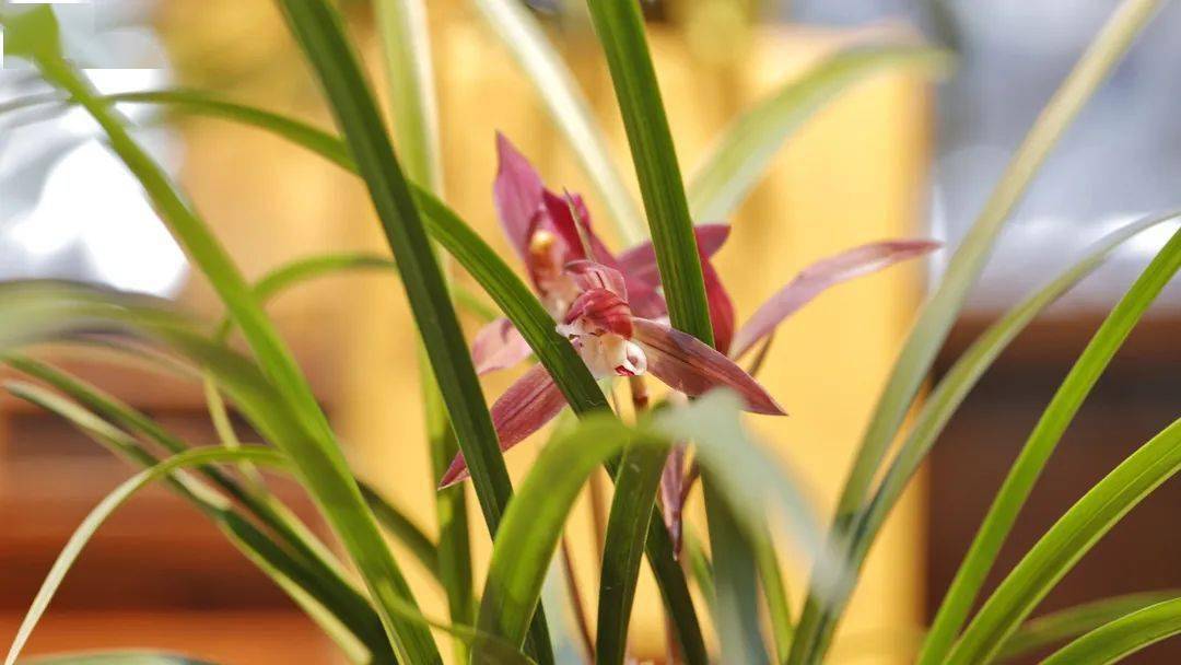 兰花节_兰界_文化