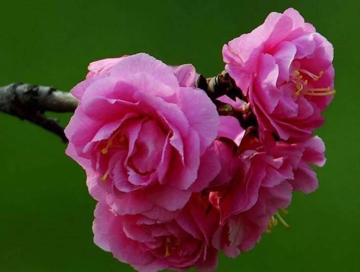 《梅香曲》配梅花图,太美了,沁人心脾!_龙游梅_李梅_水梅