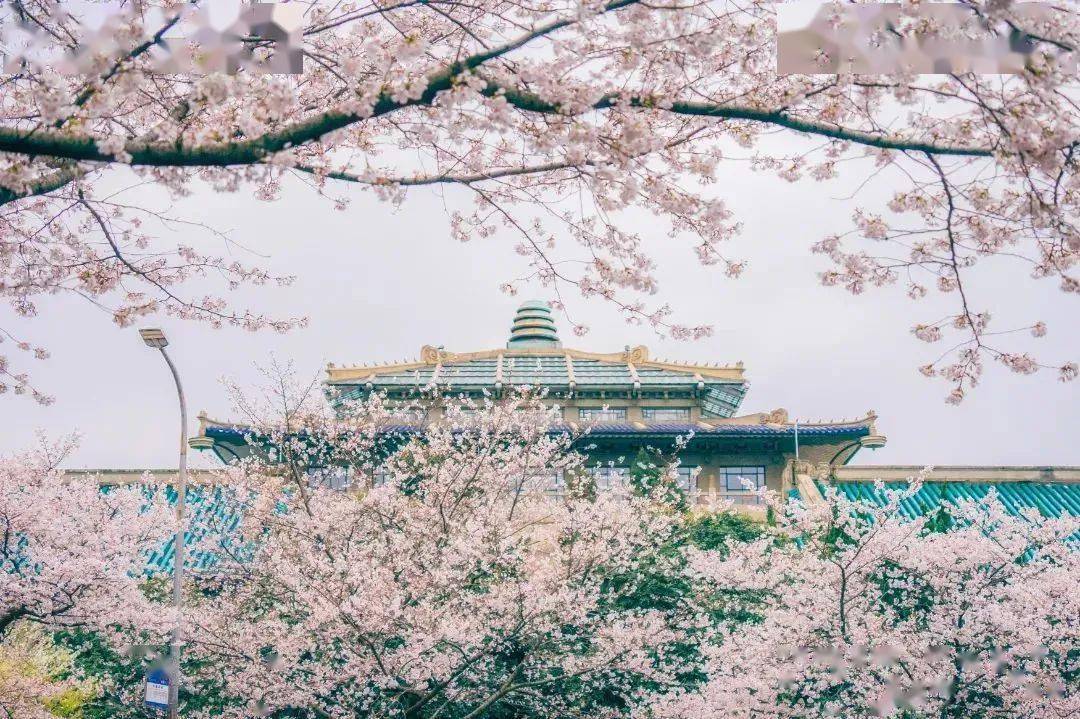 一在武汉大学,一在东湖樱花园.