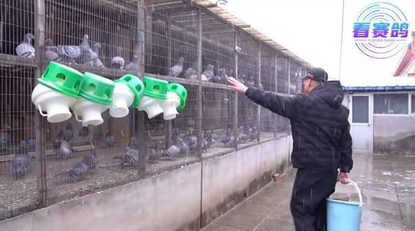 「专访」赢冠军飞梦幻 北京胜源赛鸽詹伟的养鸽经_鸽子_过程_状态